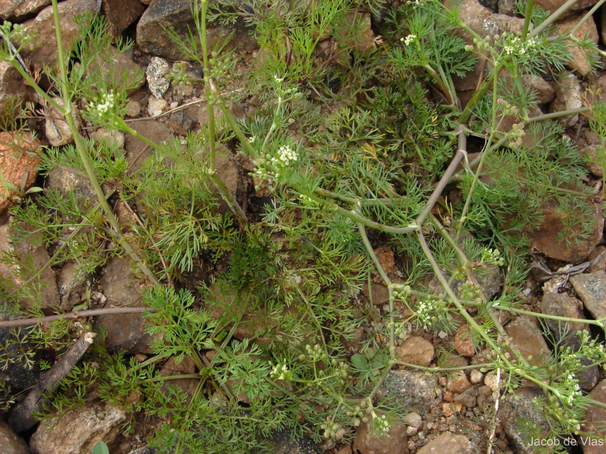 Cyclospermum leptophyllum (Pers.) Sprague ex Britton & P.Wilson